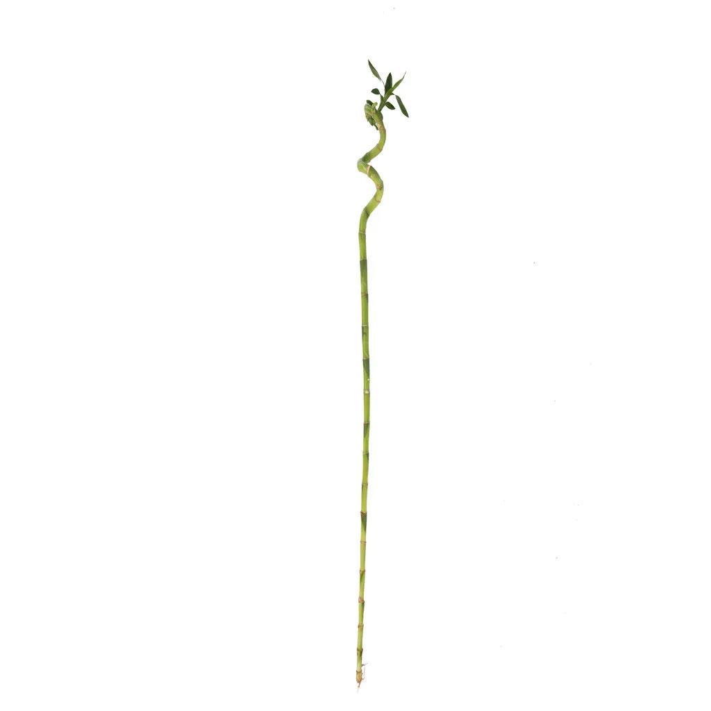 burgulu-bambu-boy-60-80-cm--896c-.jpg