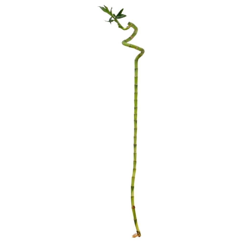 Burgulu Bambu - Boy 80 Cm