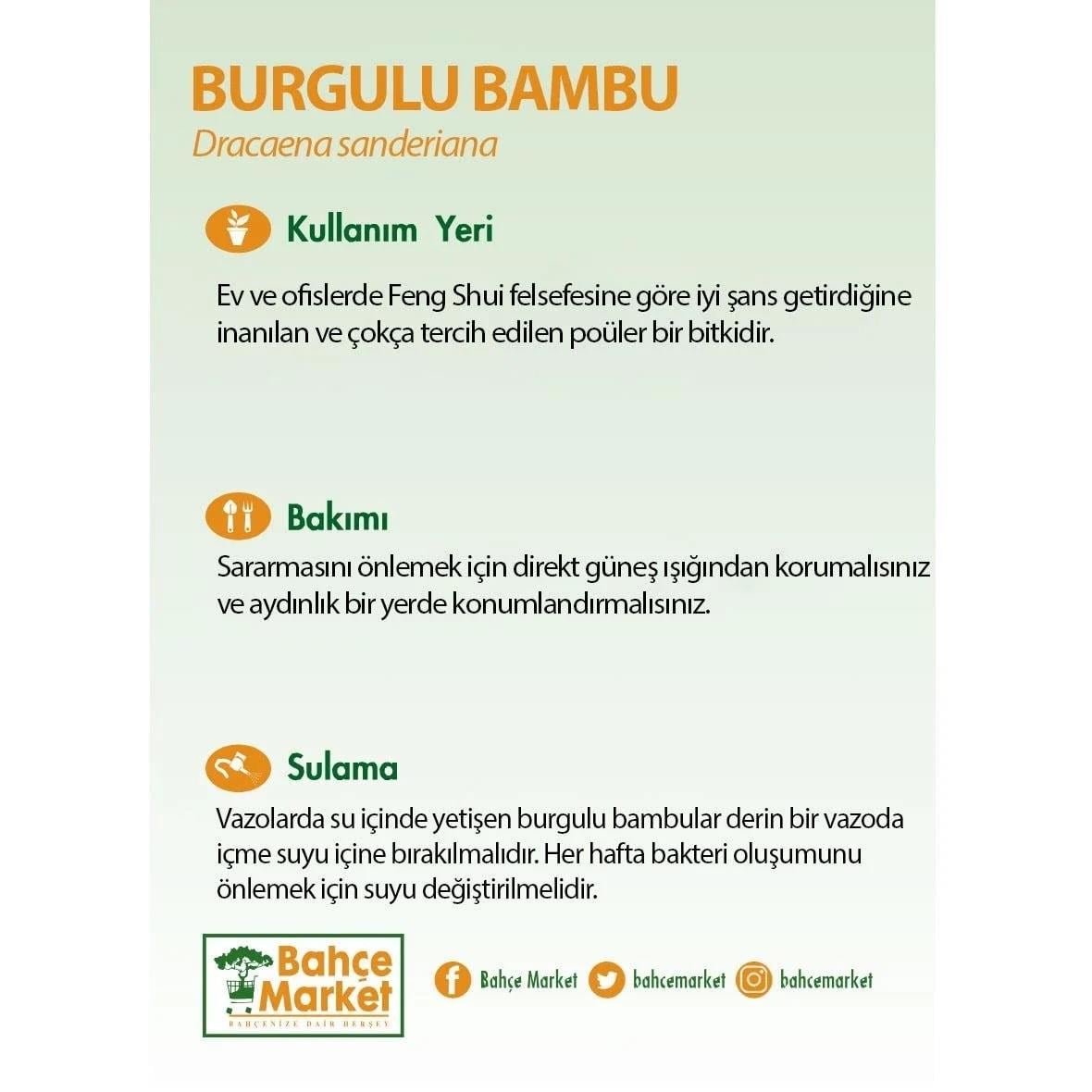 Burgulu Bambu - Boy 80 Cm Yerli