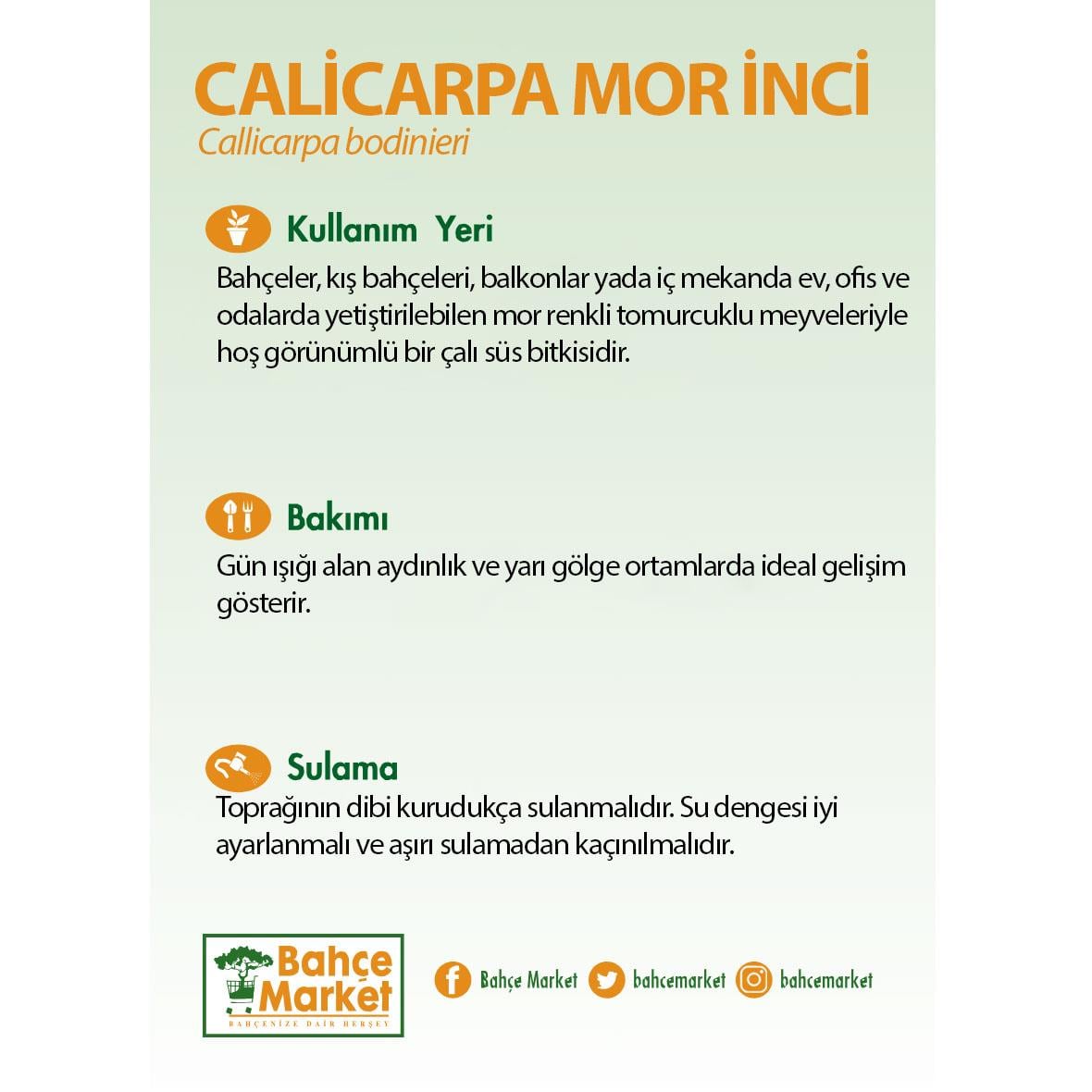 Calicarpa Mor İnci 40-60 Cm