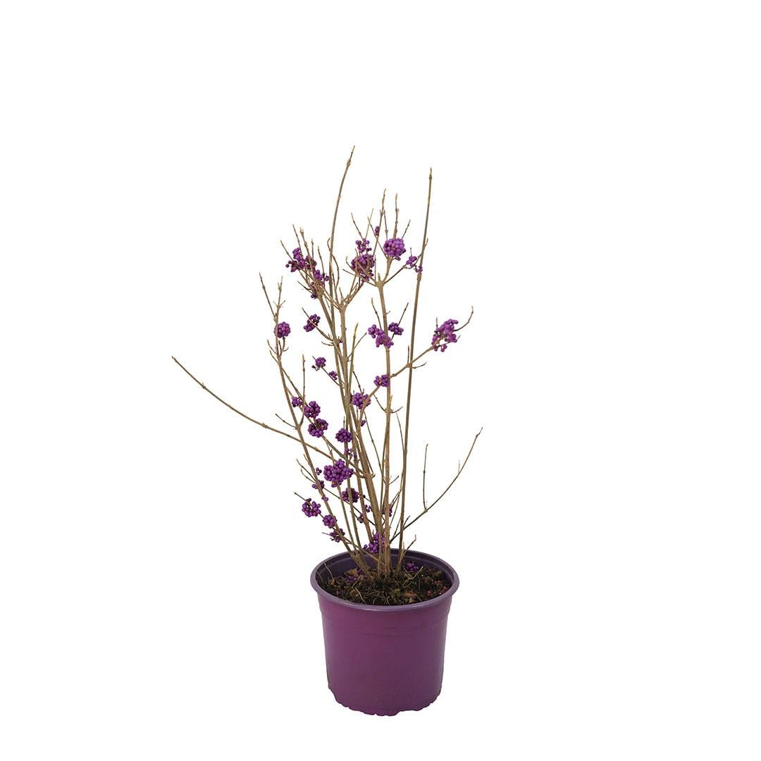 Calicarpa Mor İnci 40-60 Cm