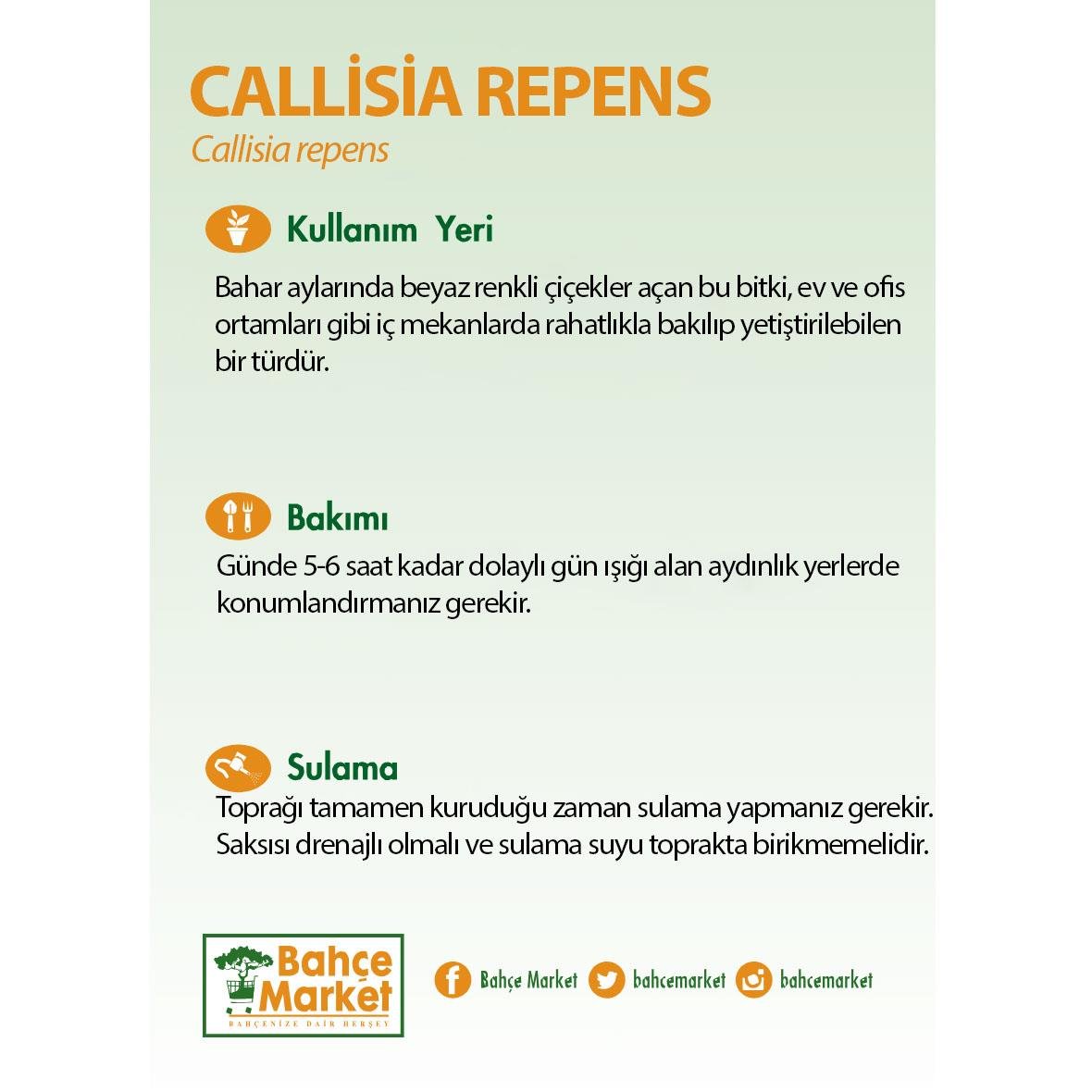 Callisa Repens Çiçeği 10-20 Cm