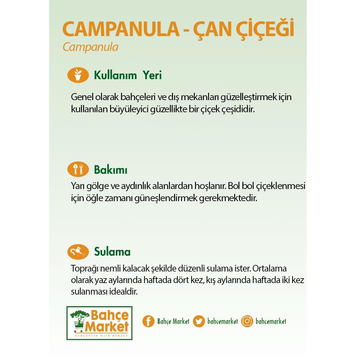 Campanula - Çan Çiçeği 20-30 Cm