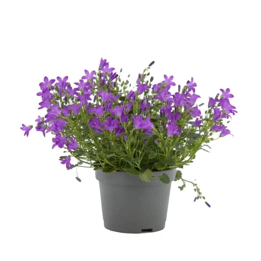 Campanula - Çan Çiçeği 20-30 Cm