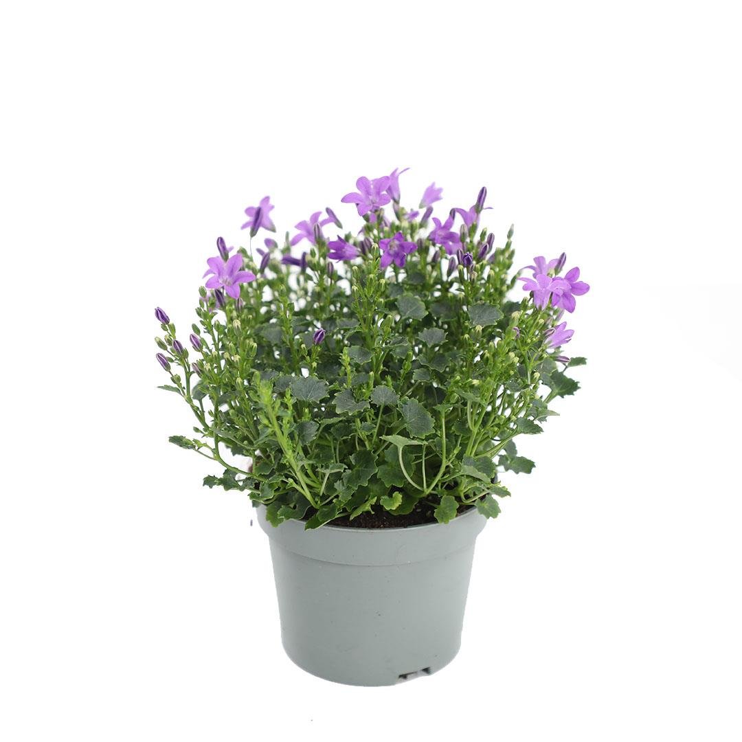 Campanula - Çan Çiçeği Mor
