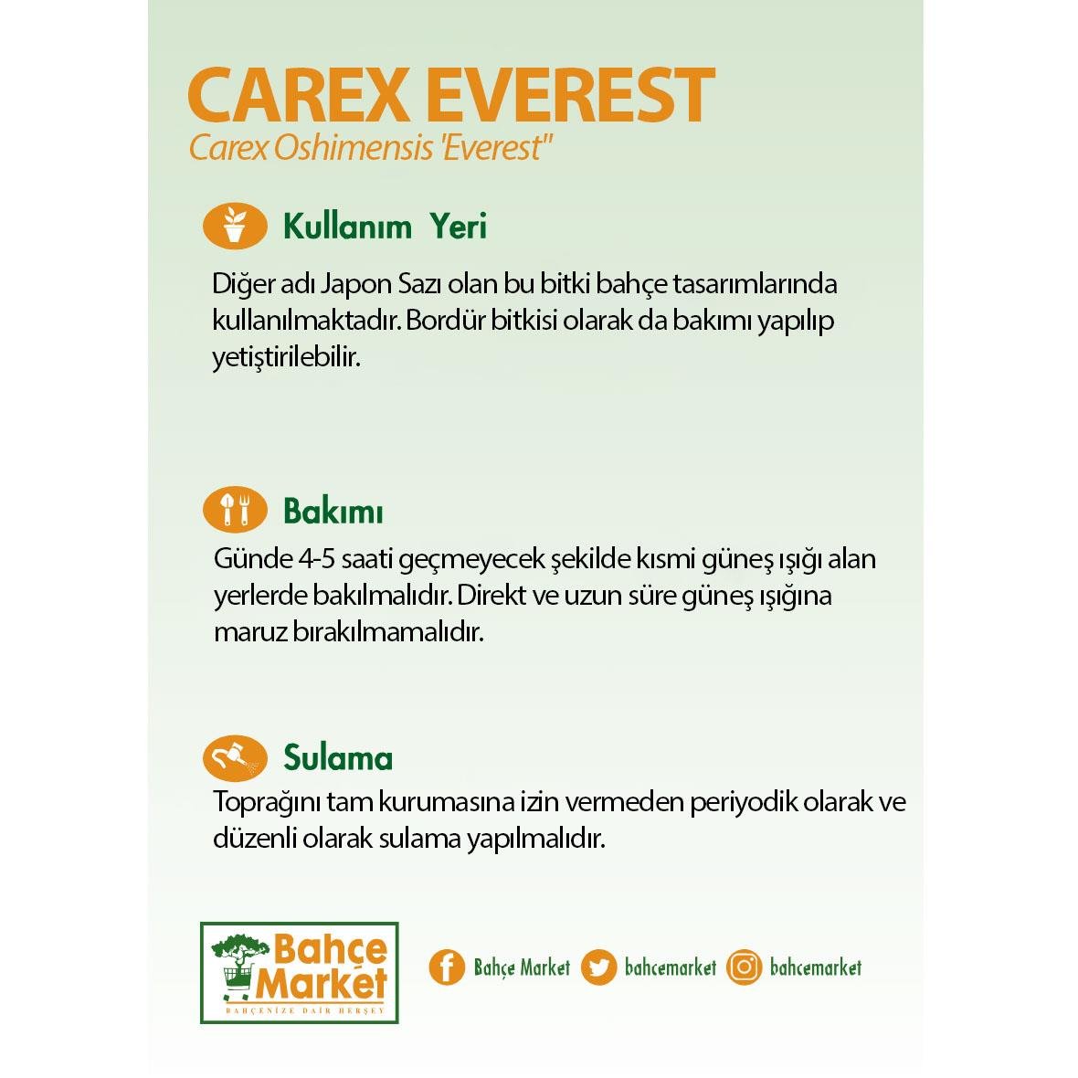 Carex Everest Bitkisi