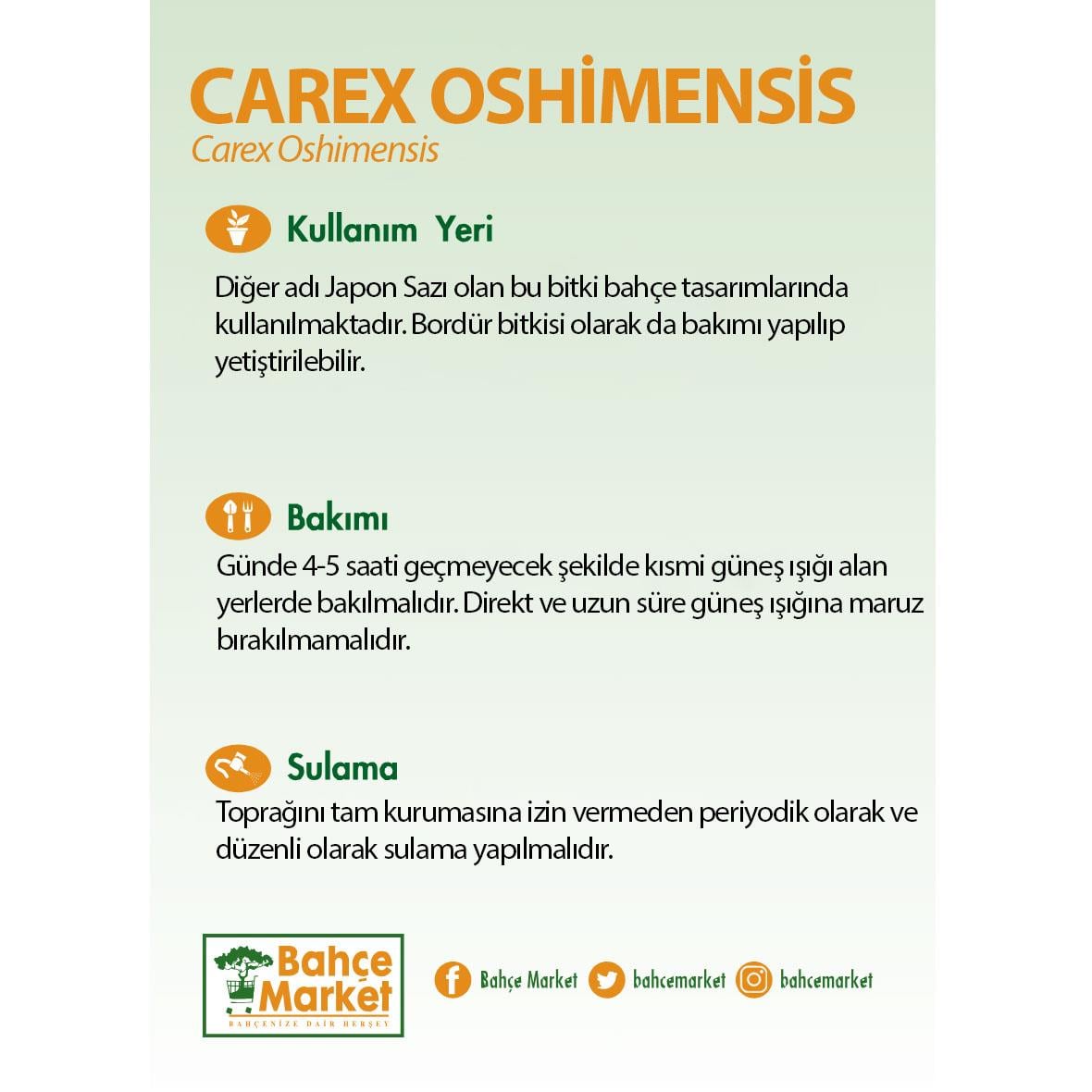 Carex Oshimensis Bitkisi