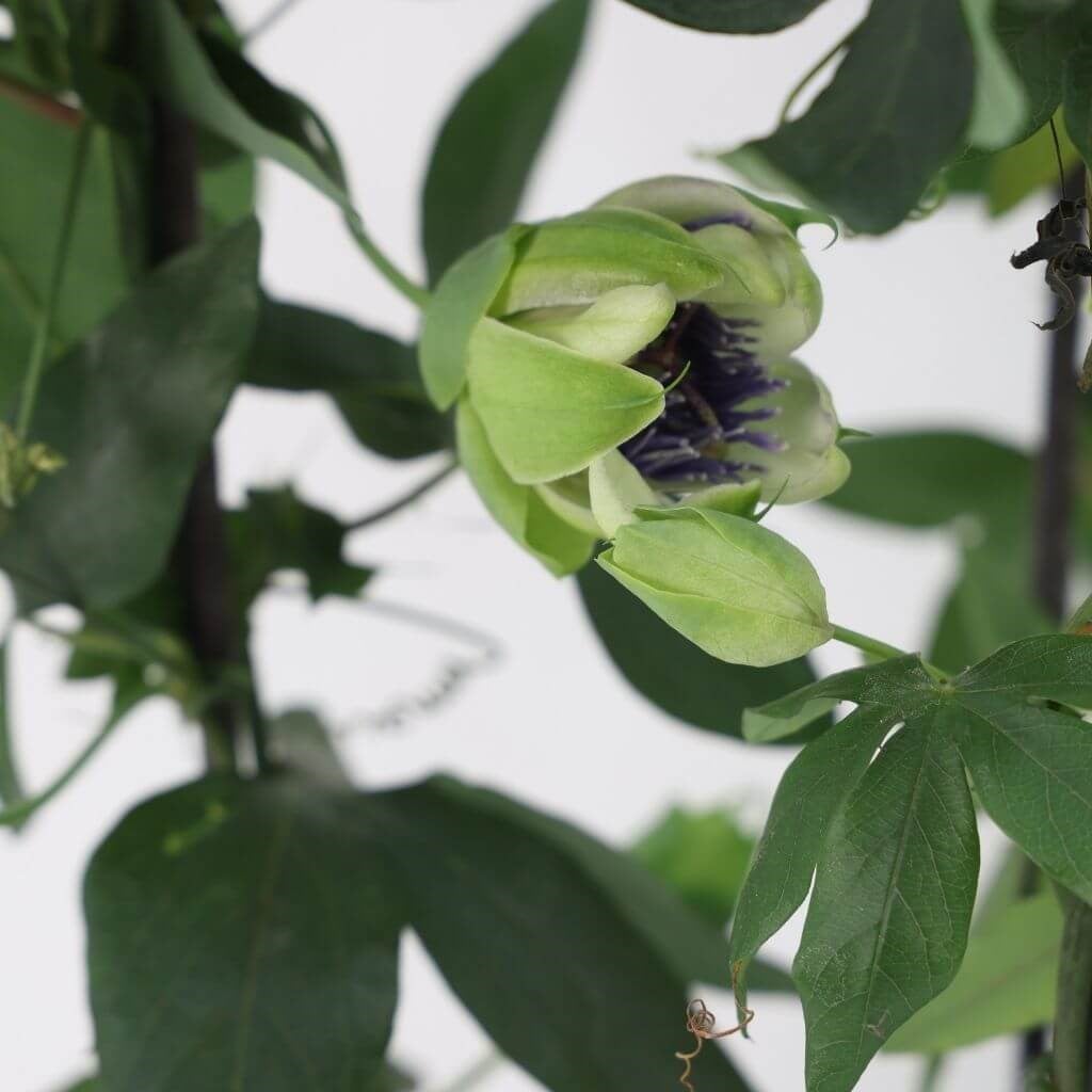 Çarkıfelek Çiçeği (Passiflora)