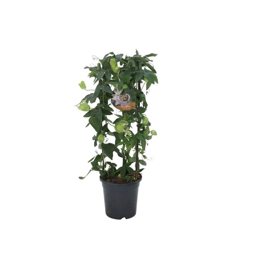Çarkıfelek Çiçeği (Passiflora)