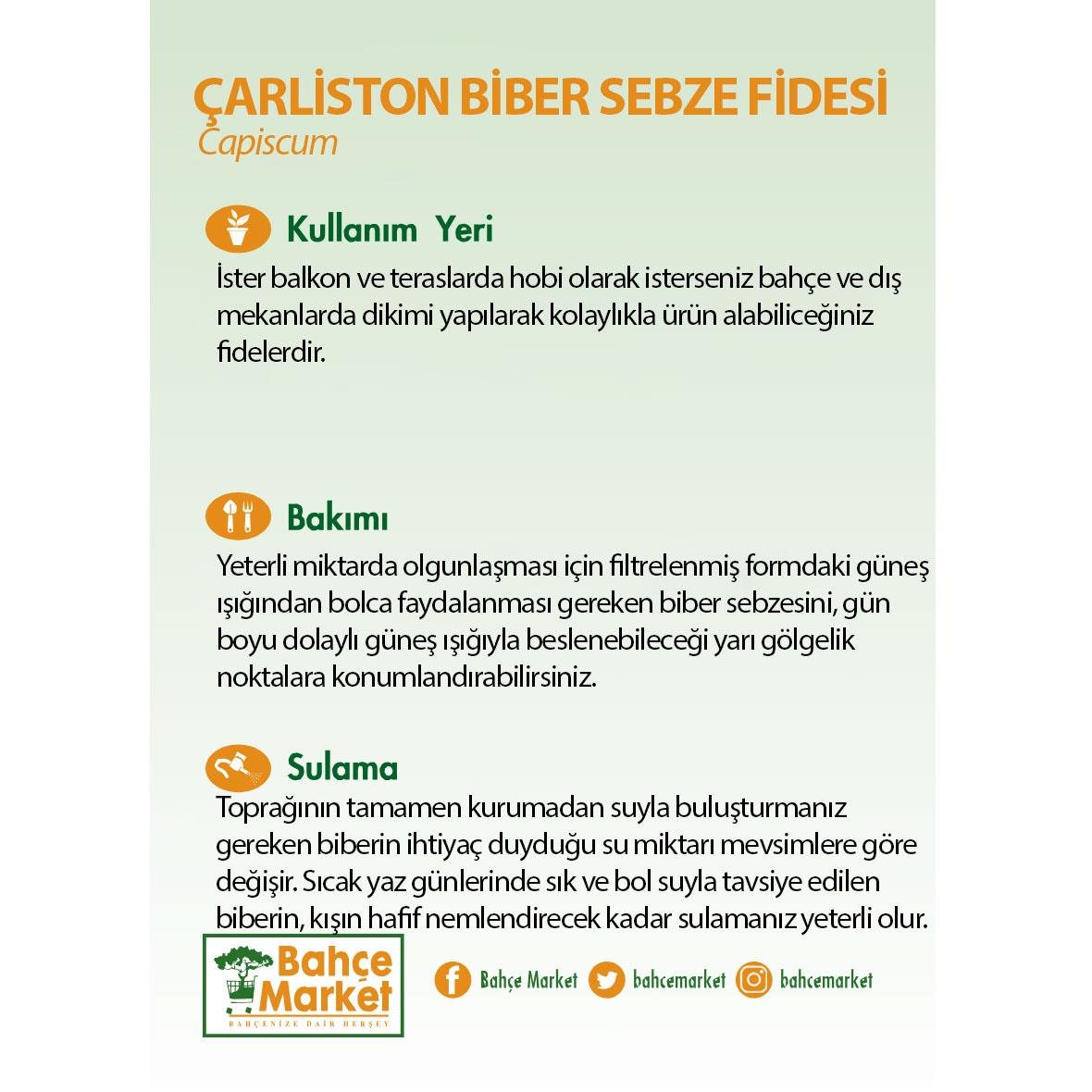 Çarliston Biber Sebze Fidesi Yeşil