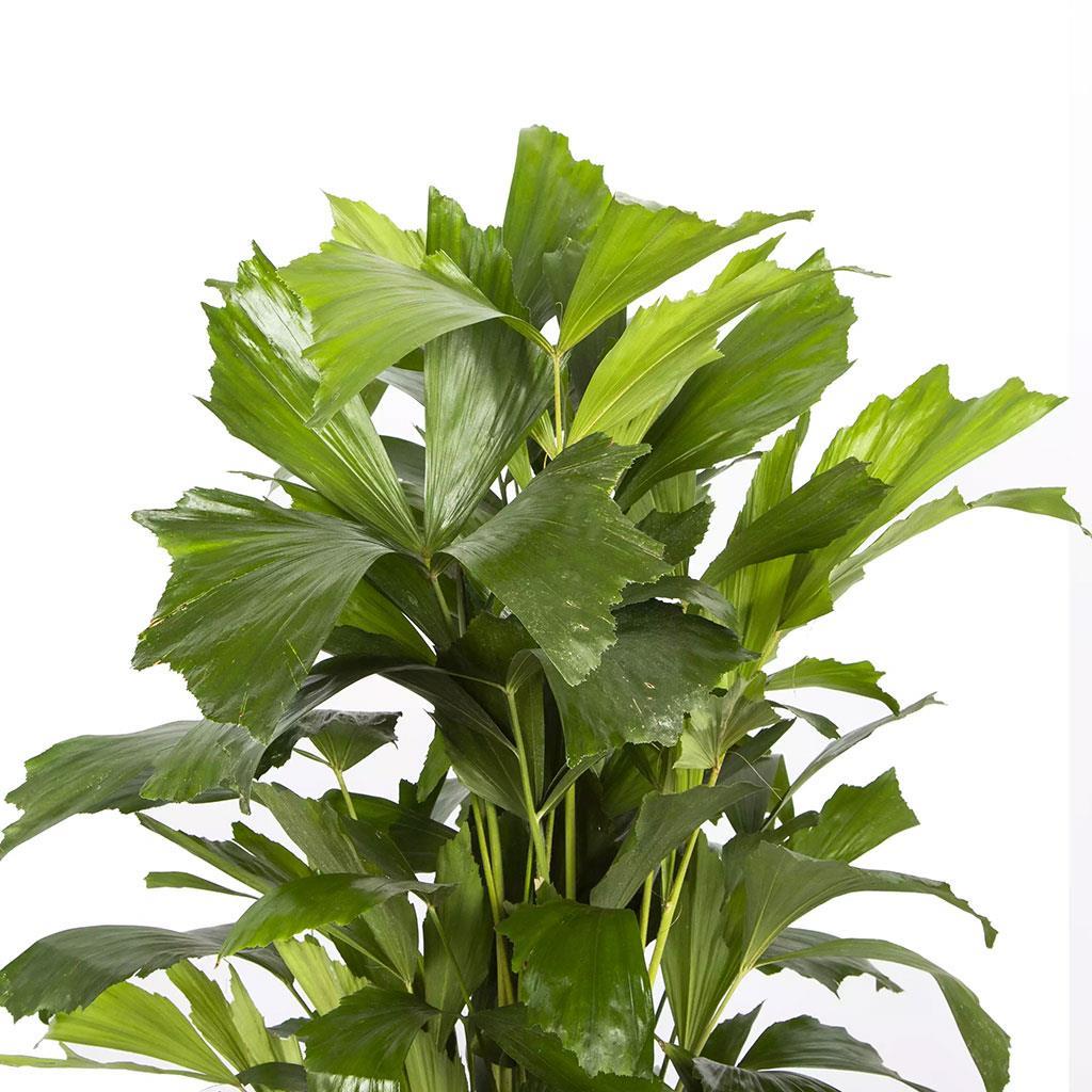 caryota-mitis-80-100-cm-cb8ddb.jpg