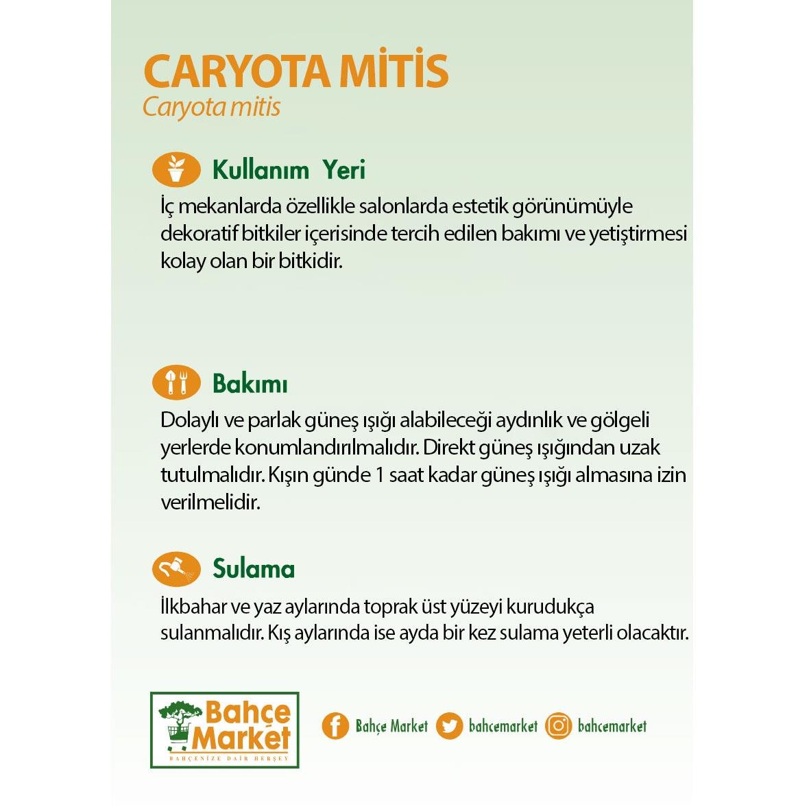 Caryota Mitis 80-100 Cm Yeşil