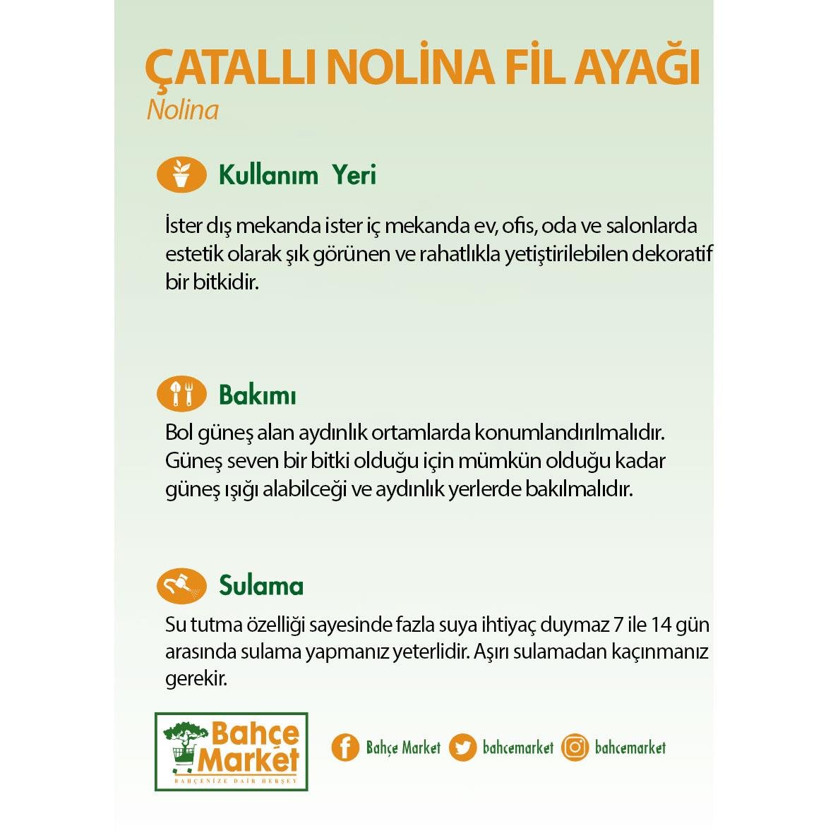 Çatallı Nolina Fil Ayağı Bitkisi - Çap 41 Cm - Boy 140 160 Cm  Yeşil