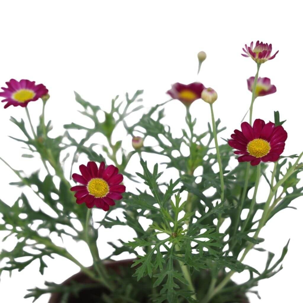 Çeşme Papatyası 10-20 Cm