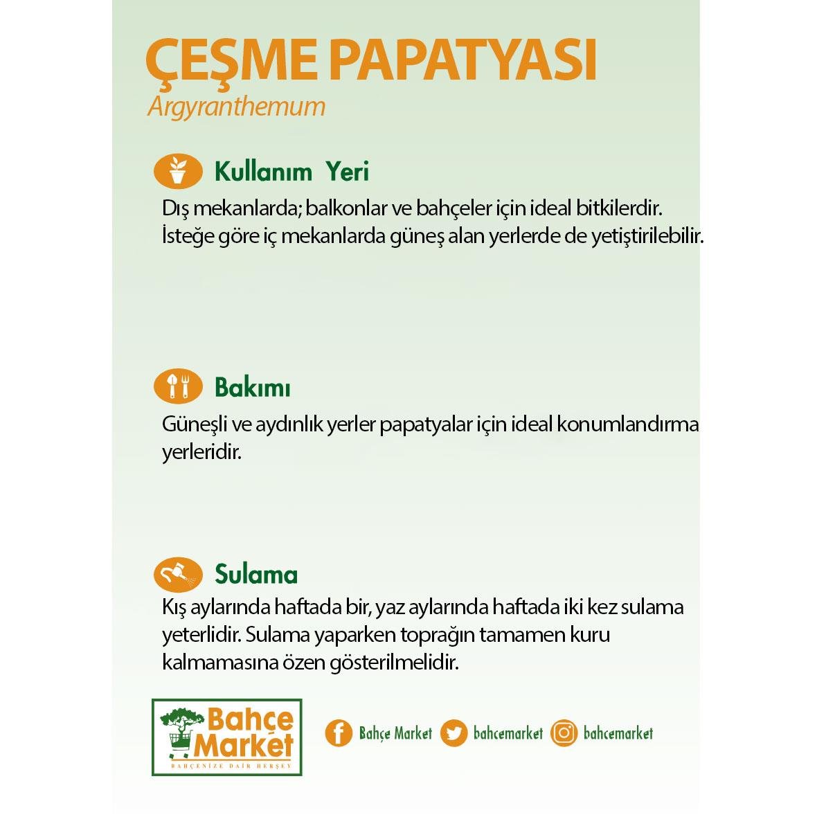 Çeşme Papatyası 10-20 Cm