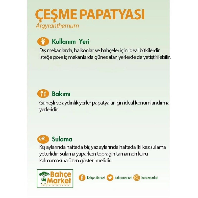 Çeşme Papatyası