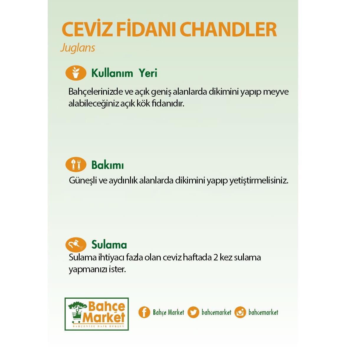 Ceviz Fidanı Chandler Çıplak Kök