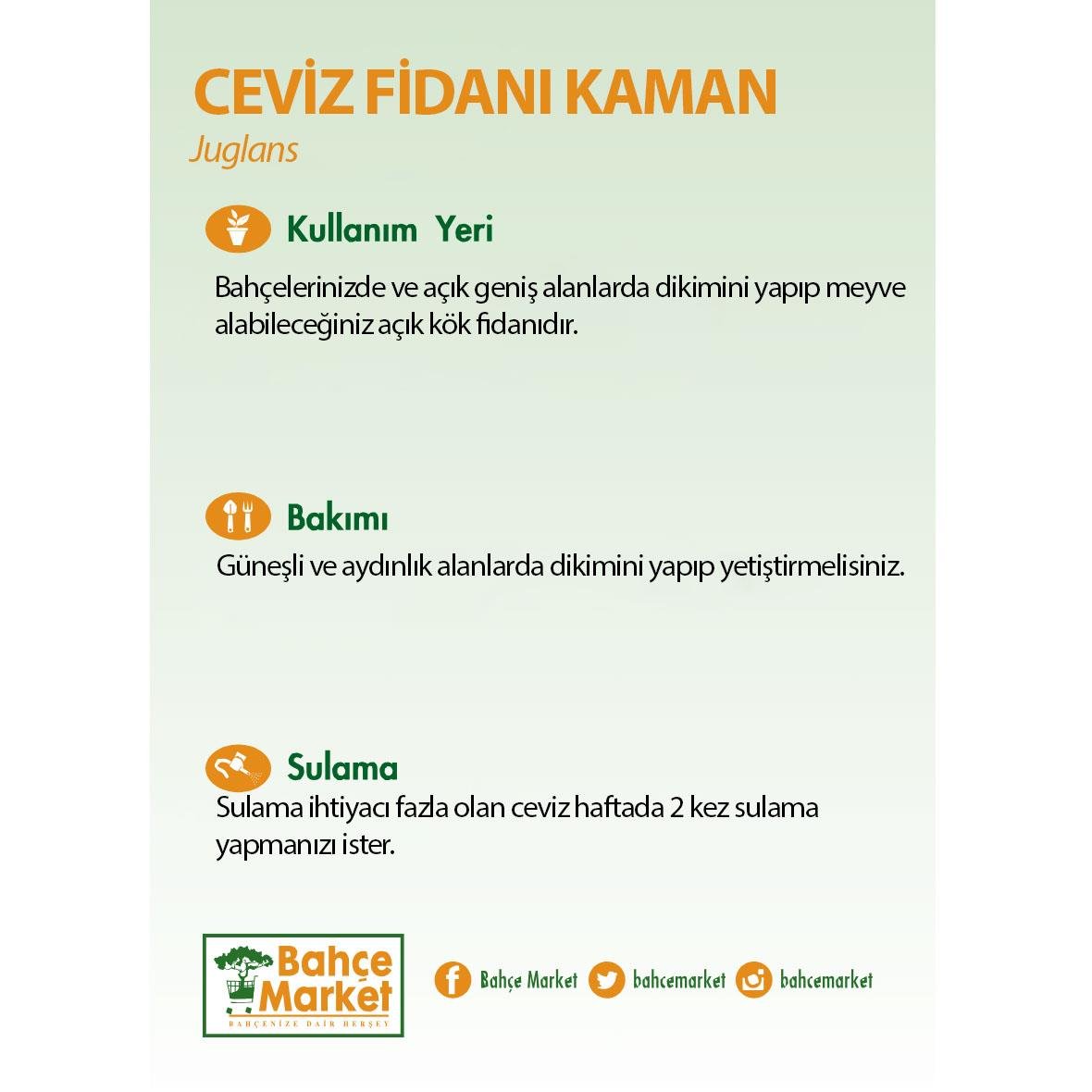 Ceviz Fidanı Kaman Çıplak Kök