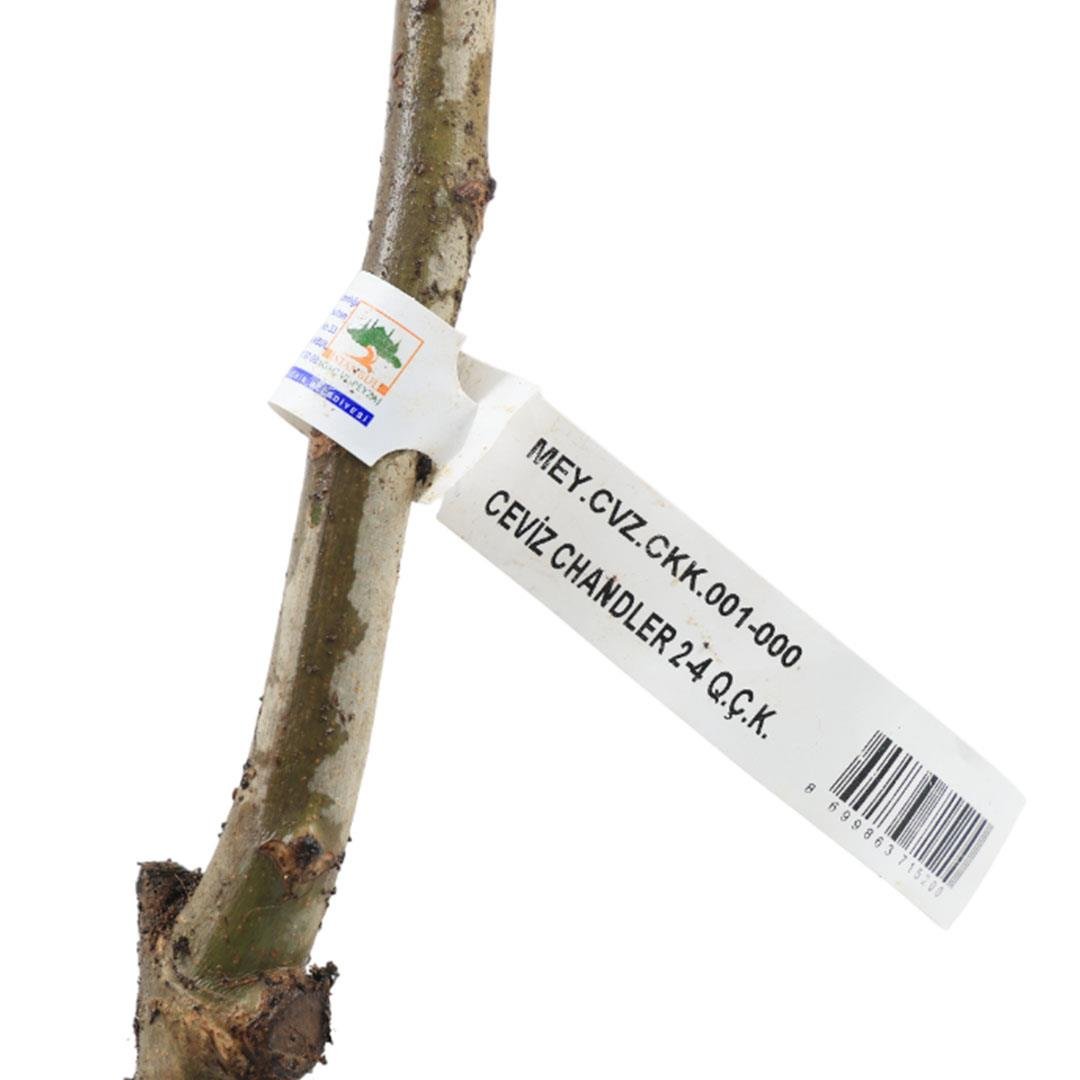 Ceviz Fidanı Kaman Çıplak Kök