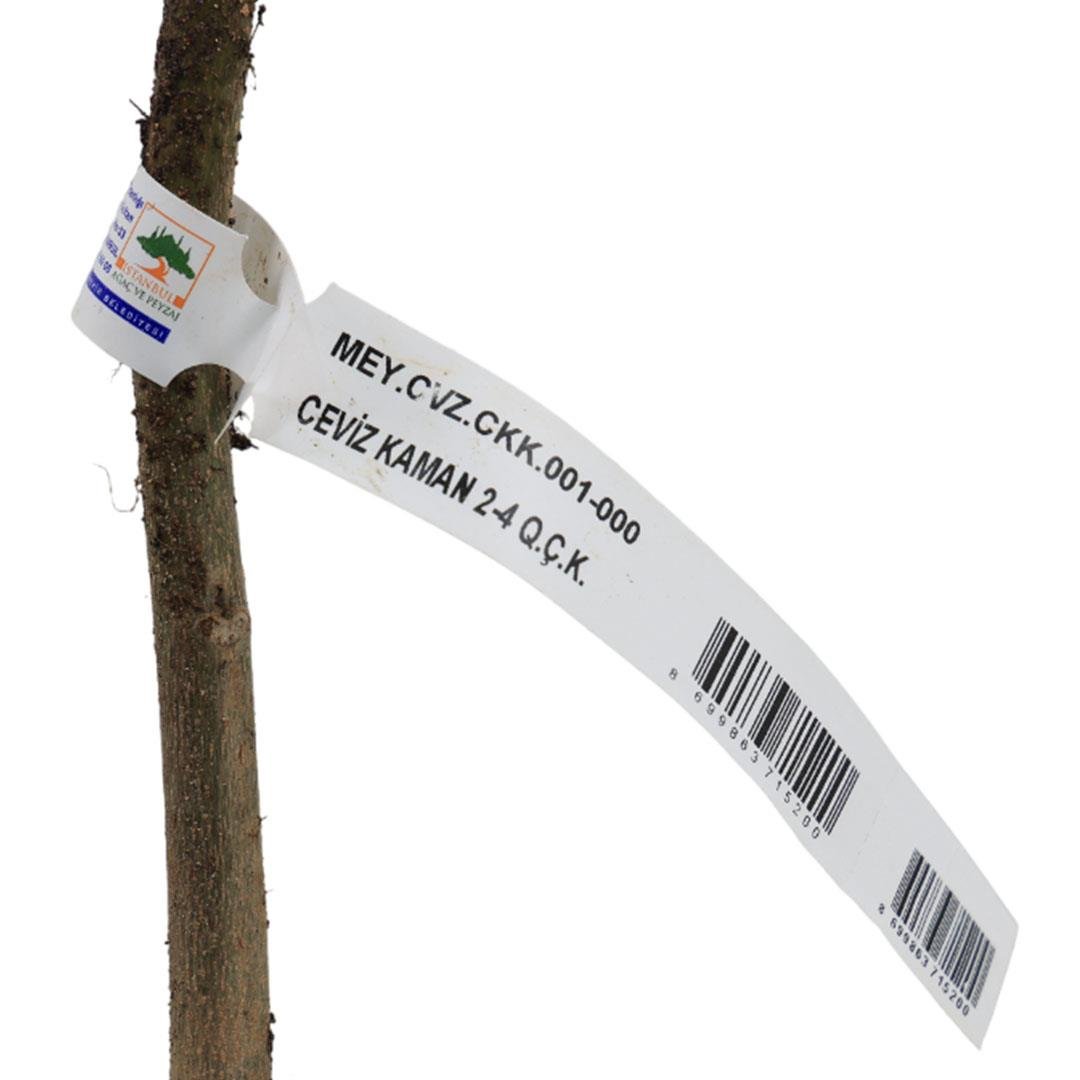 Ceviz Fidanı Kaman Çıplak Kök