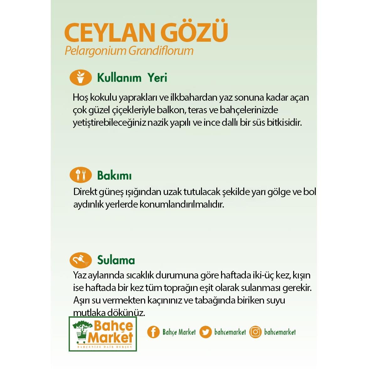 Ceylan Gözü Bitkisi