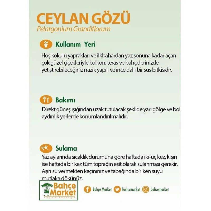 Ceylan Gözü Bitkisi