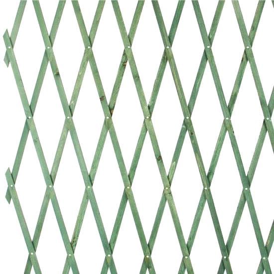 Çıtçıtlı Çam Ağacı Çit