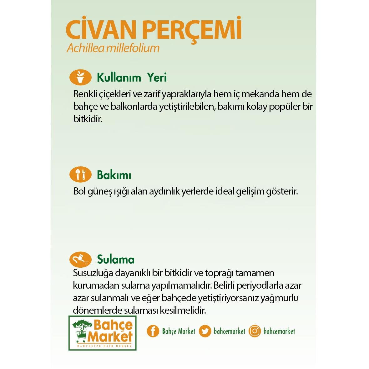 Civan Perçemi