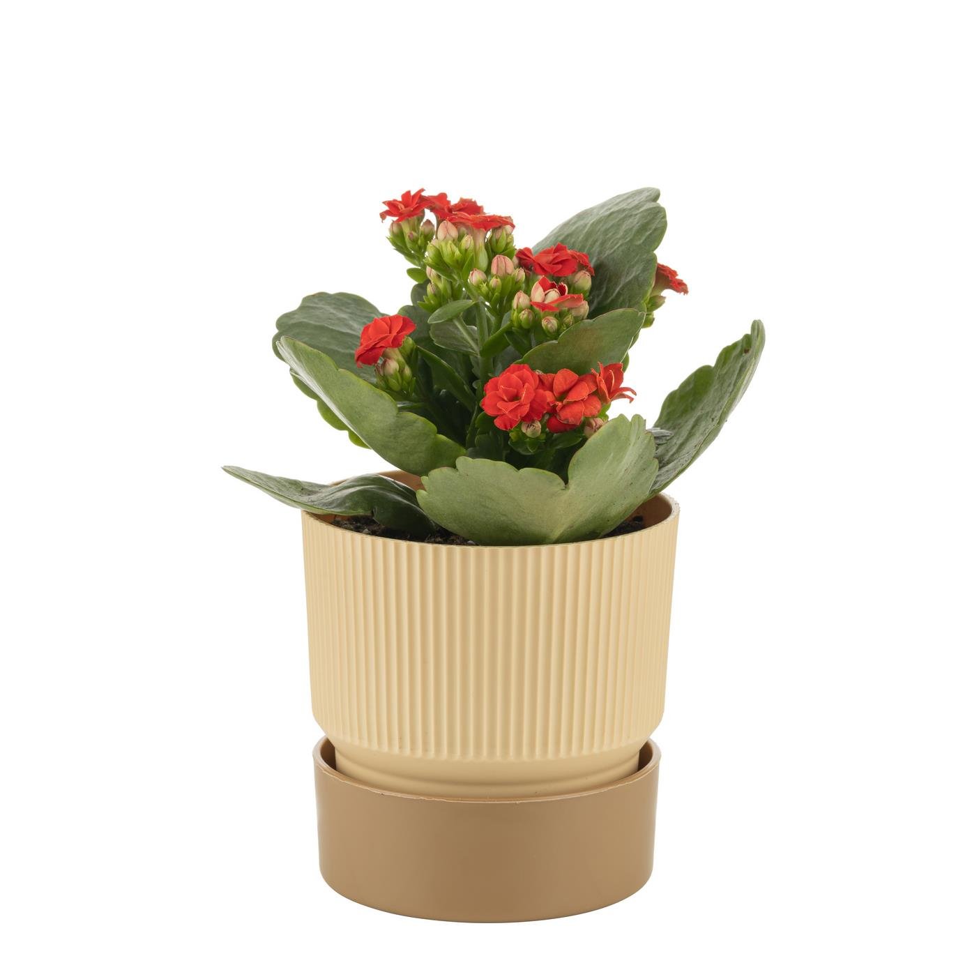 Çizgi Desenli Saksı Tabaklı Gri 4 Lt 190*190 Mm
