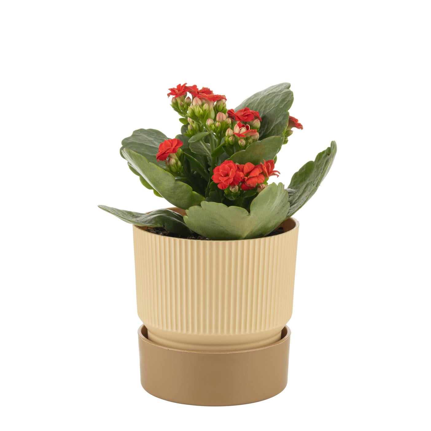 Çizgi Desenli Saksı Tabaklı Kahve 1,25 Lt 130*130 Mm