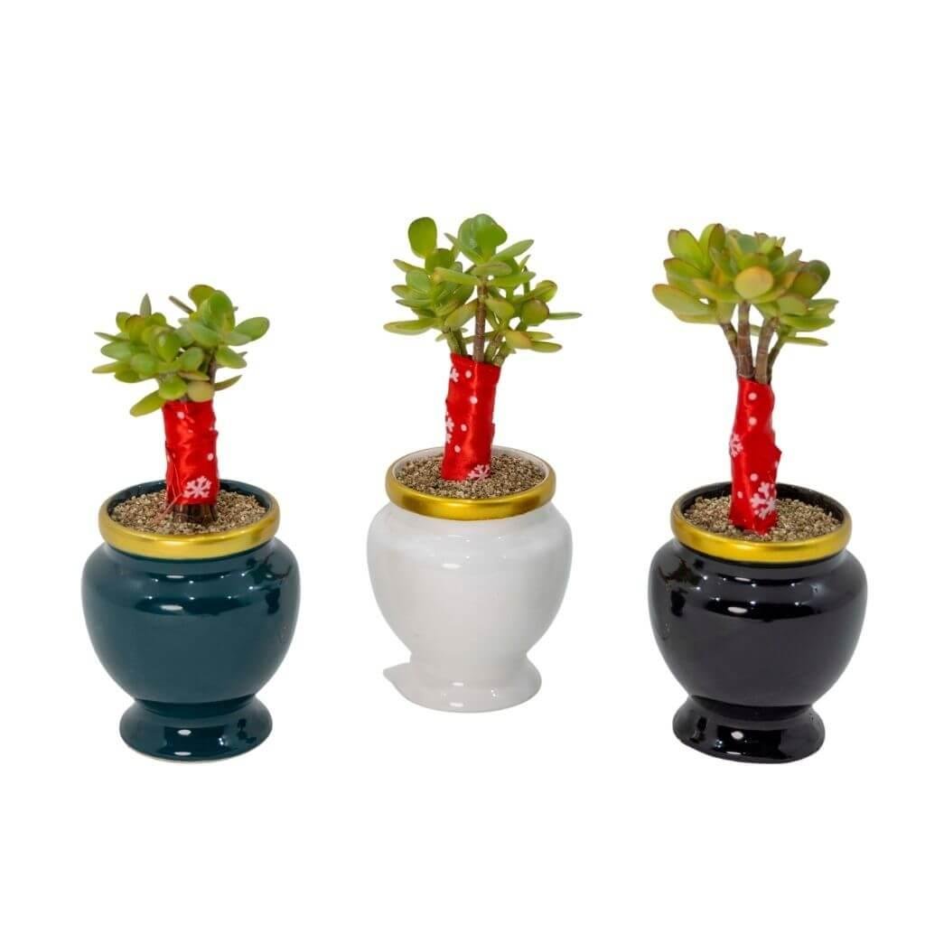 Crassula Aranjman 20-30 Cm