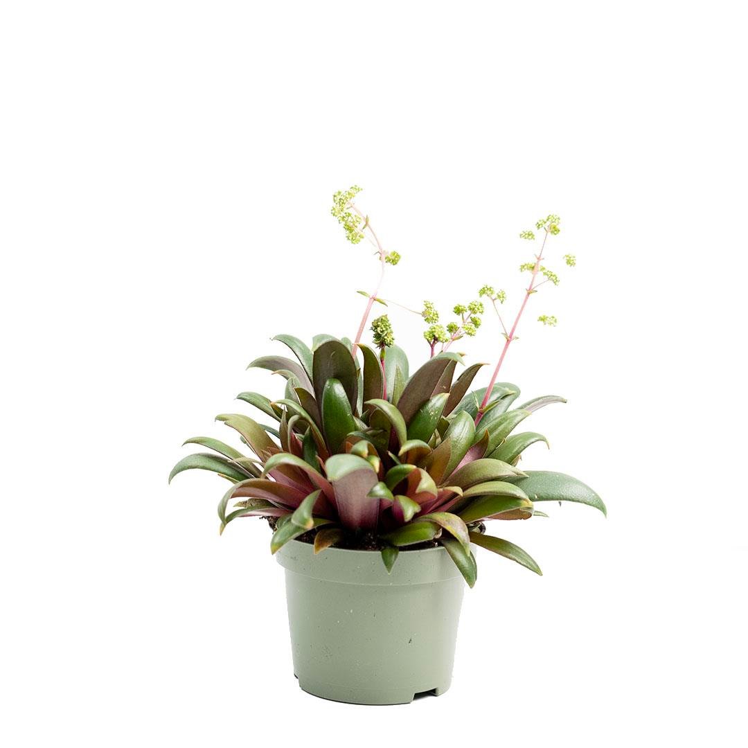 Crassula (Para AğacI) 10 - 20 Cm