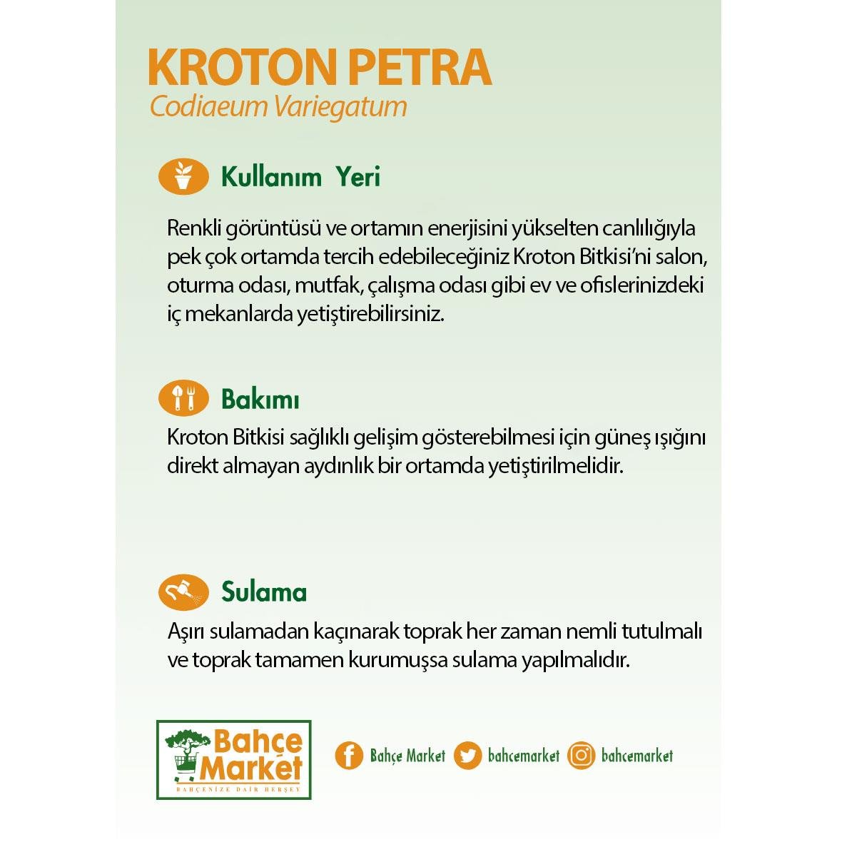 Croton- Kroton Petra Yeşil