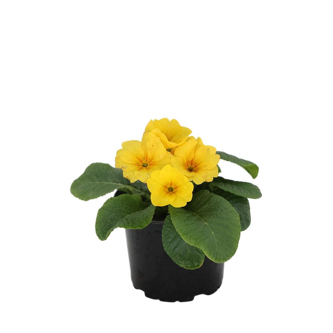 Çuha Çiçeği 10 - 15 Cm