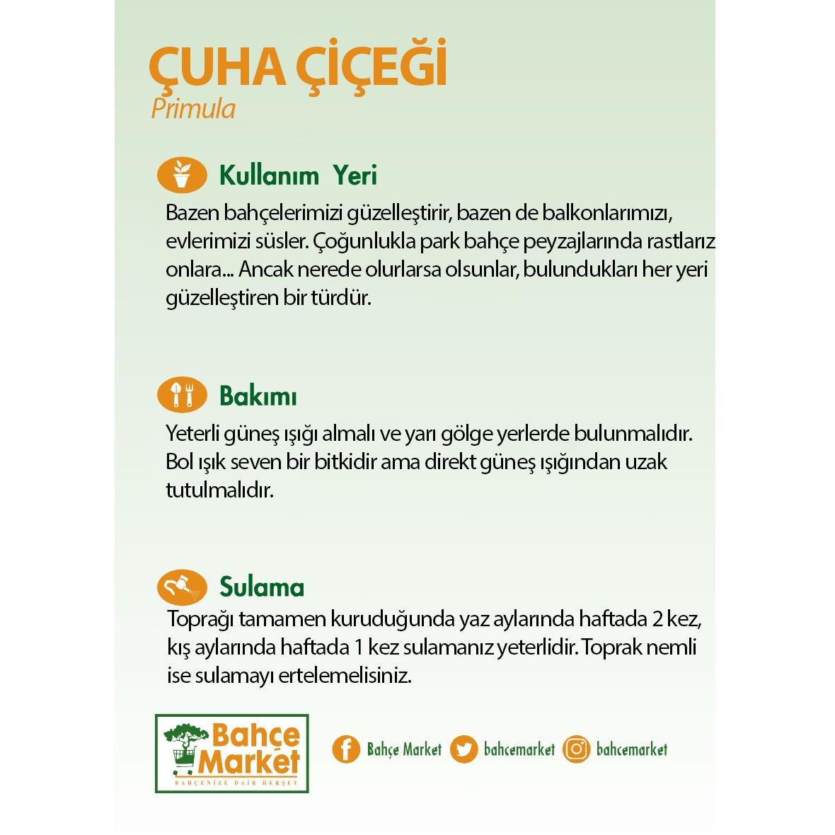 Çuha Çiçeği 10 - 15 Cm