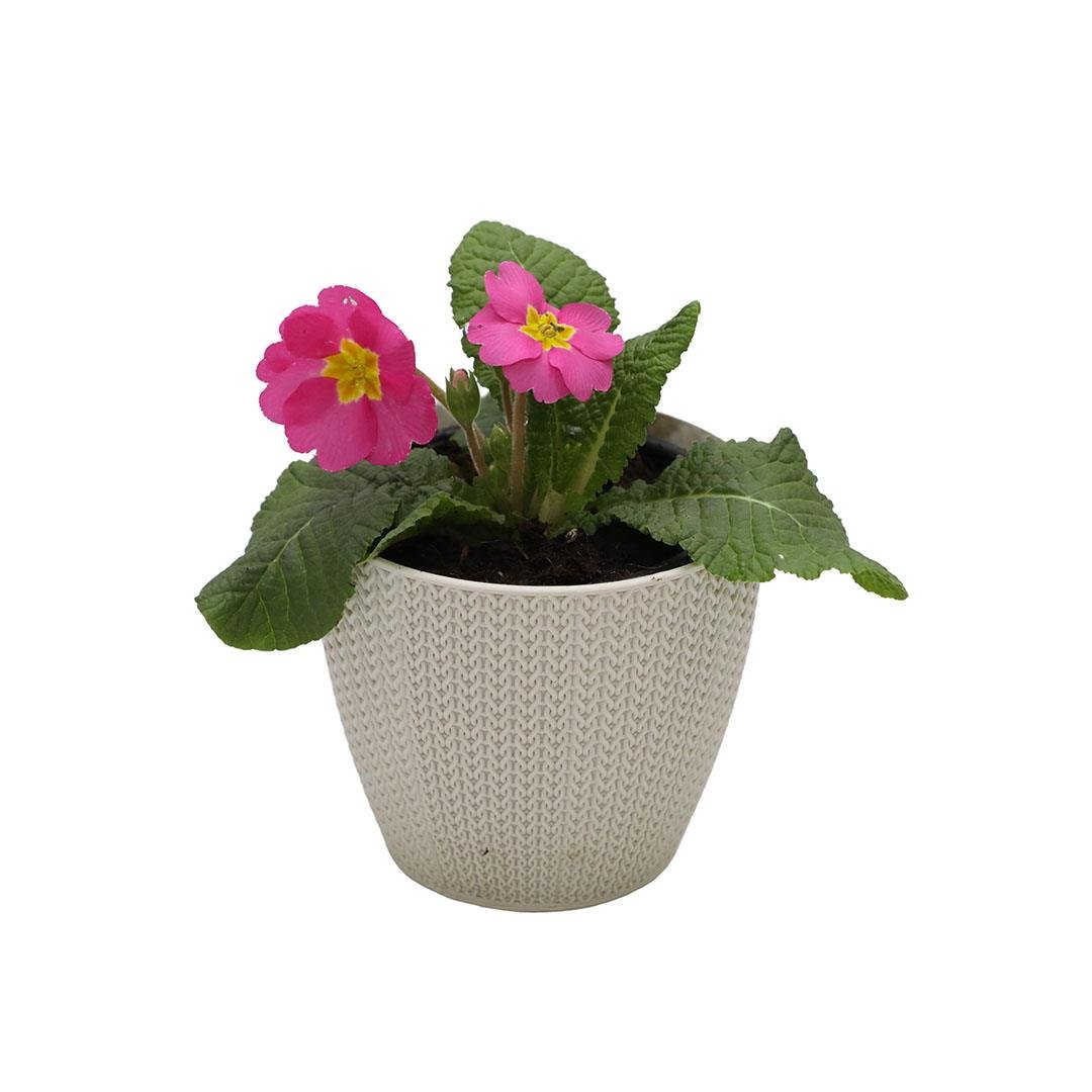 Çuha Çiçeği 10 - 15 Cm