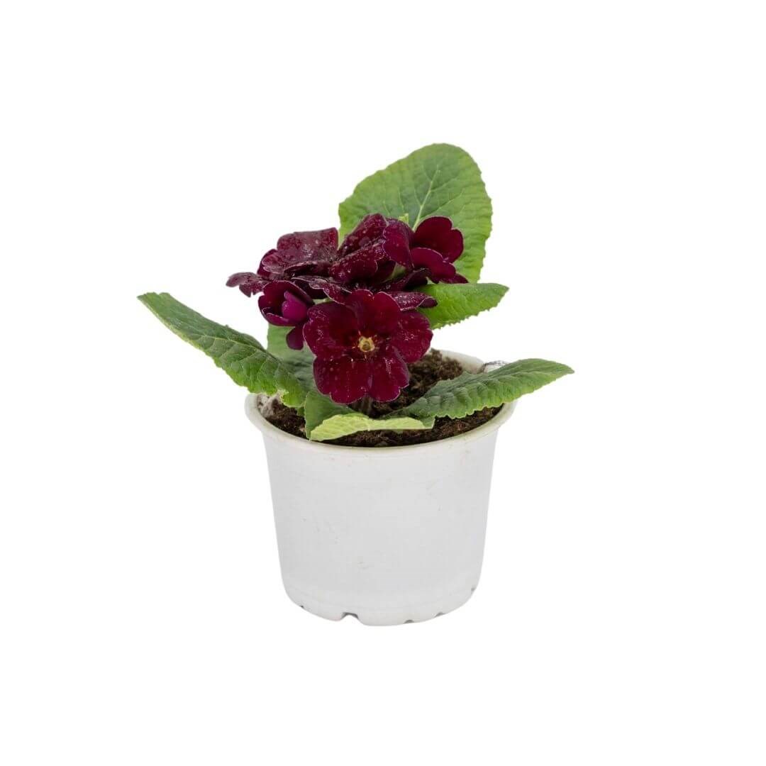 Çuha Çiçeği 10 - 15 Cm