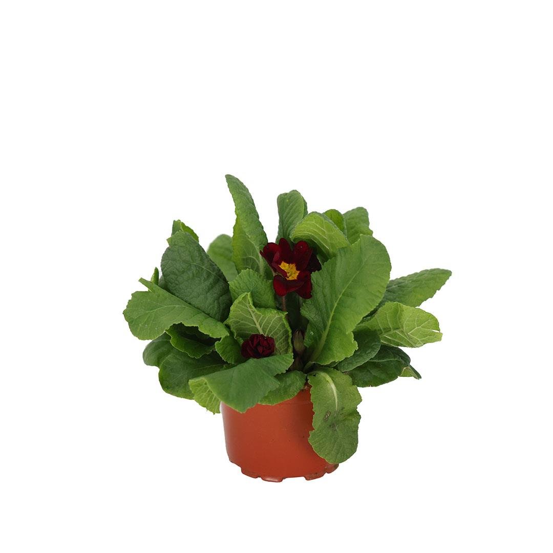 Çuha Çiçeği 10 - 15 Cm