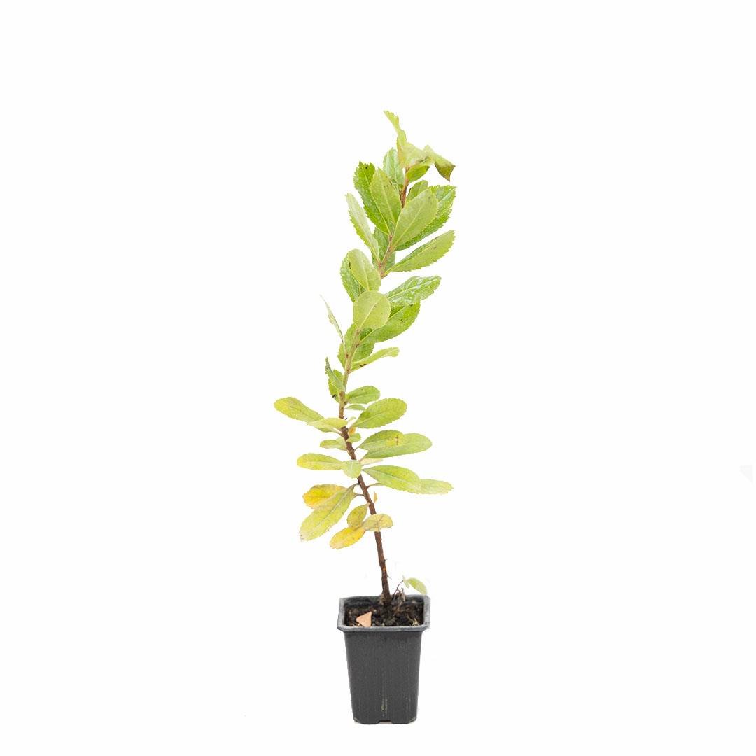 Dağ Çileği Kare Saksıda 20-30 Cm