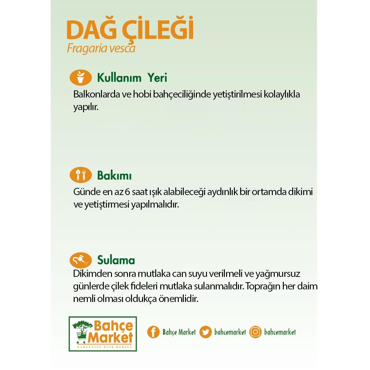 Dağ Çileği Kare Saksıda 20-30 Cm