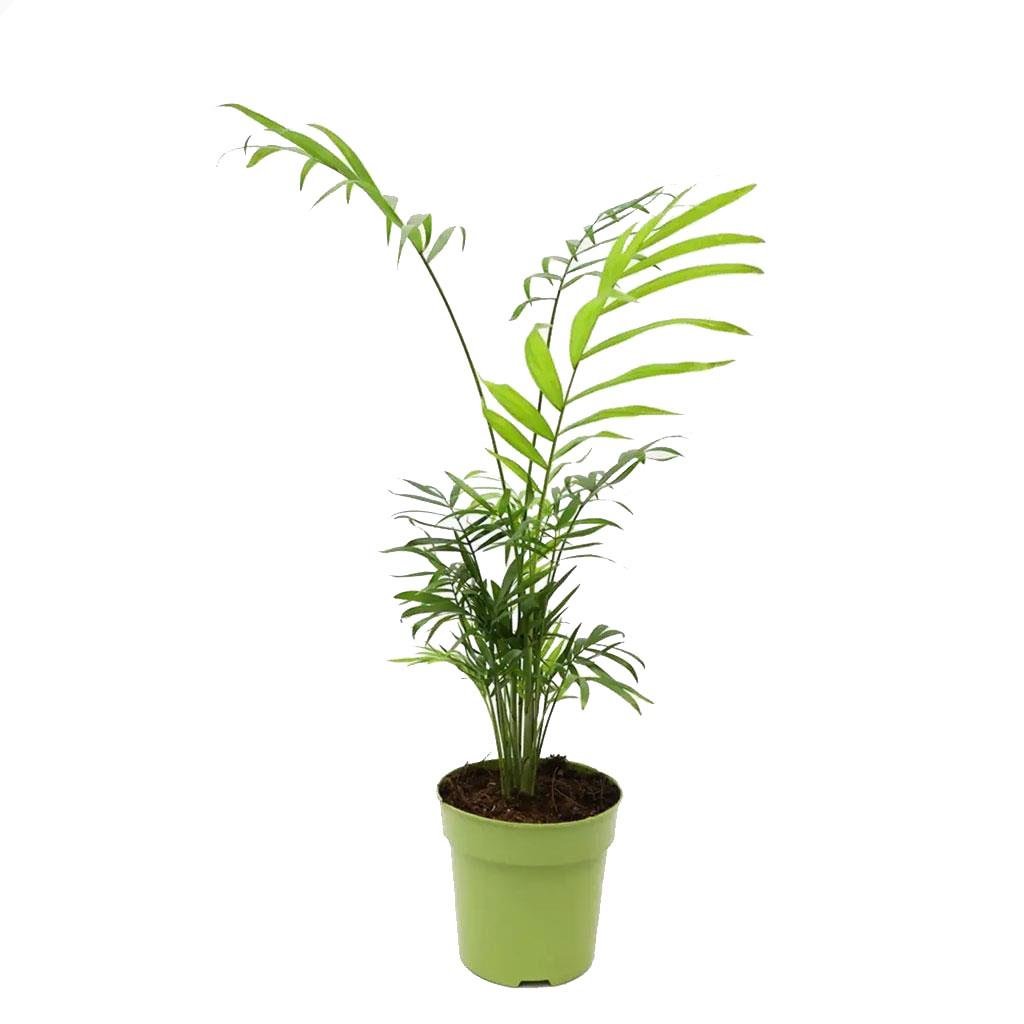Dağ Palmiyesi Şamadora - Çap 12 Cm - Boy 20-40 Cm Yeşil