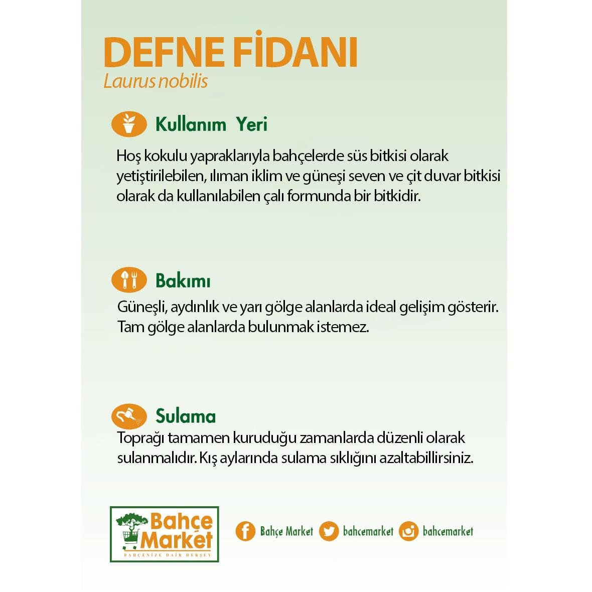 Defne Fidanı 30-40 Cm