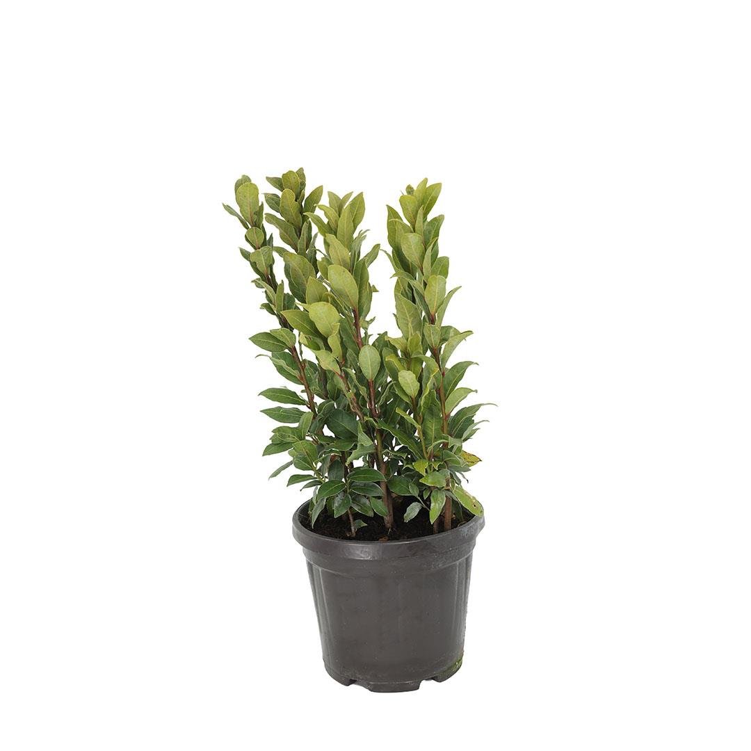 Defne Fidanı 30-40 Cm