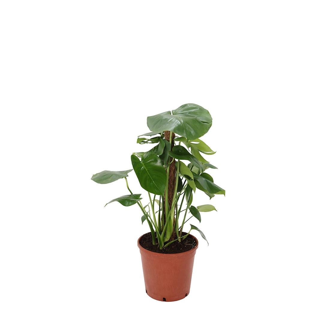 Deve Tabanı Çiçeği Sopalı – Monstera 60–80 Cm