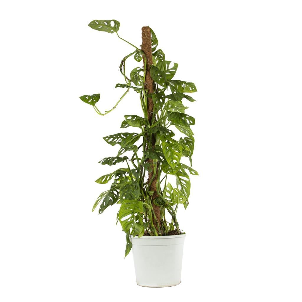 deve-tabani-monkey-125-150-cm-42bd-a.jpg