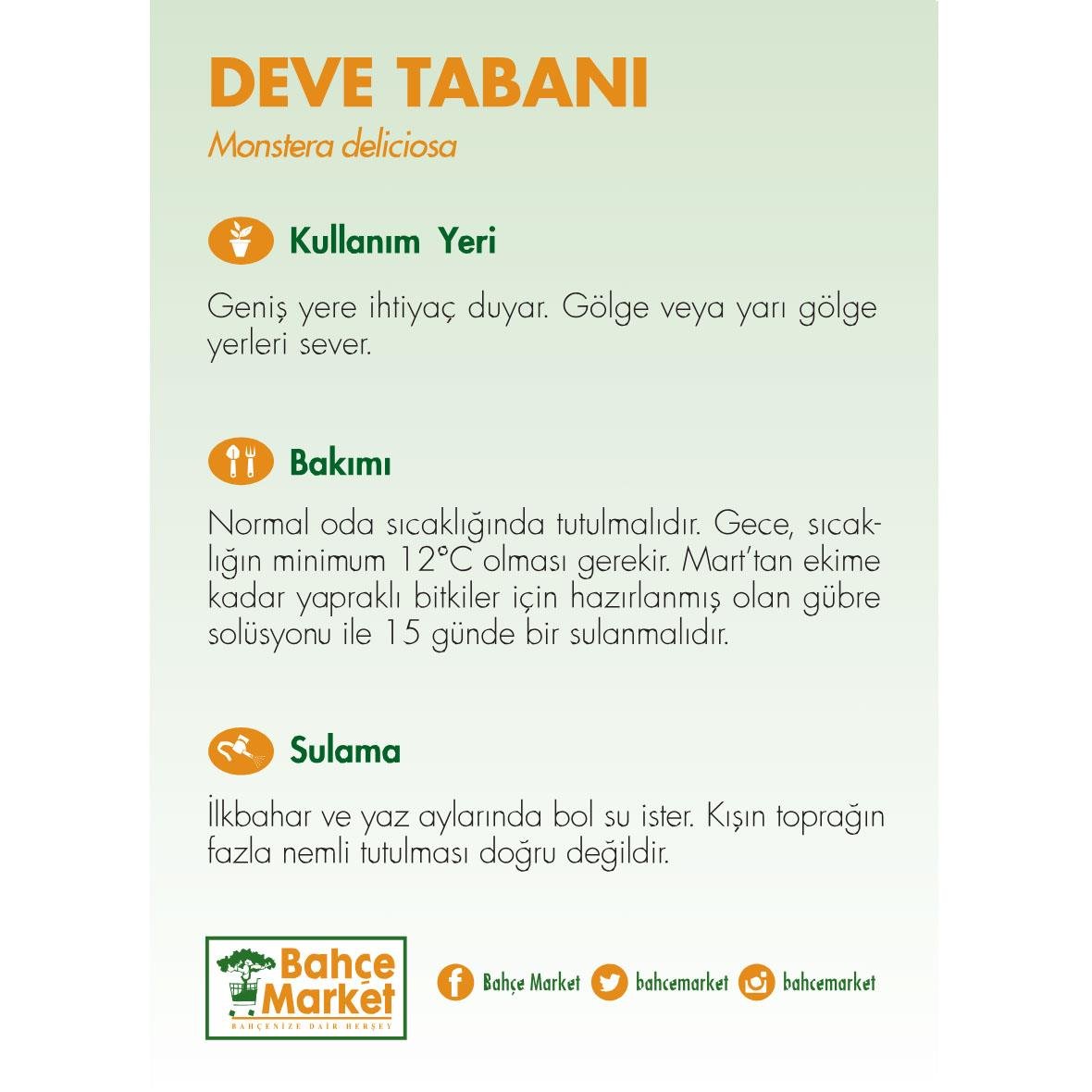 Deve Tabanı Monkey 30-40 Cm 19 Çap