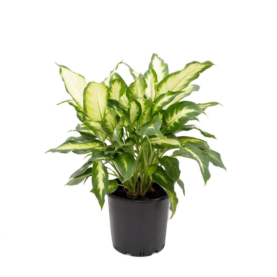 Diefbachia Camilla Comp. 30-40 Cm