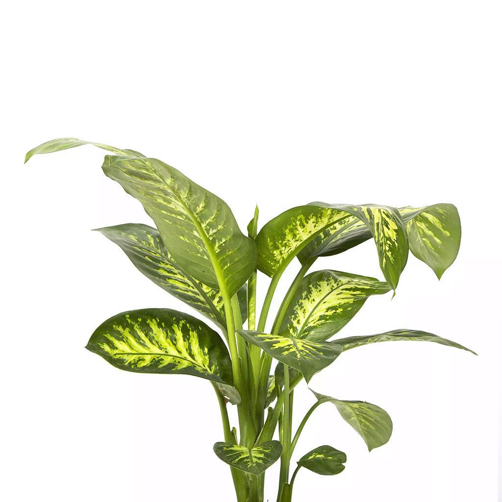 diefbachia-tropik-snow-60-80-cm-8-41d0.jpg
