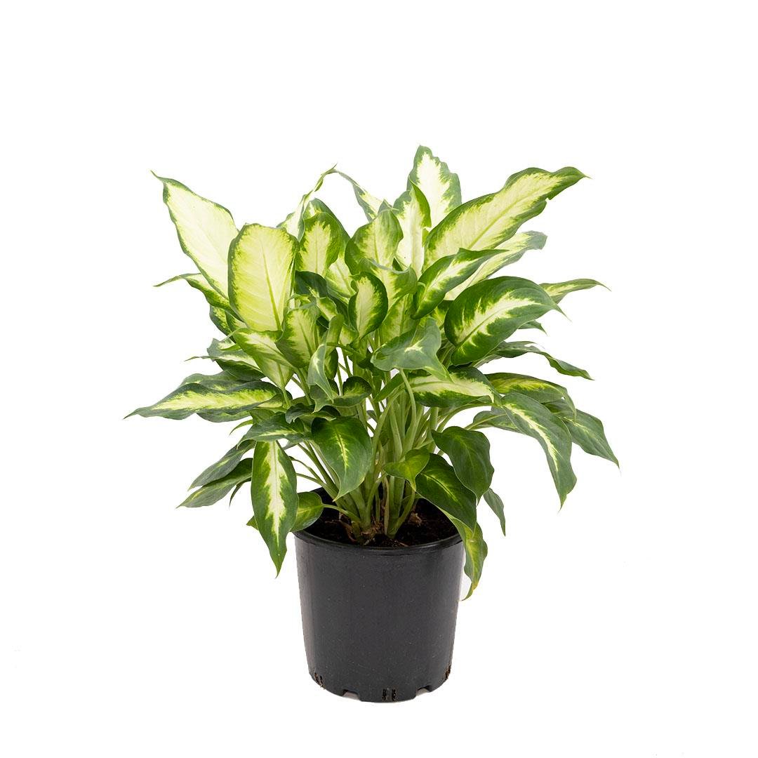 Difenbahya (Dieffenbachia Camilla Comp.) 30-40 Cm