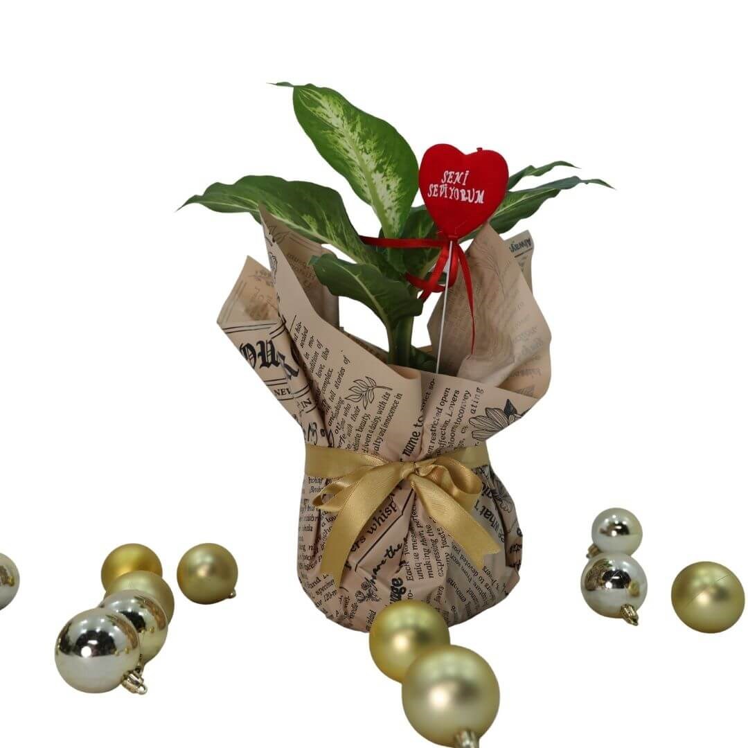 Difenbahya (Dieffenbachia Mars) Hediye Paketli